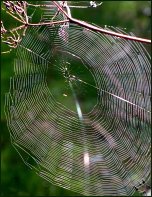Spider web